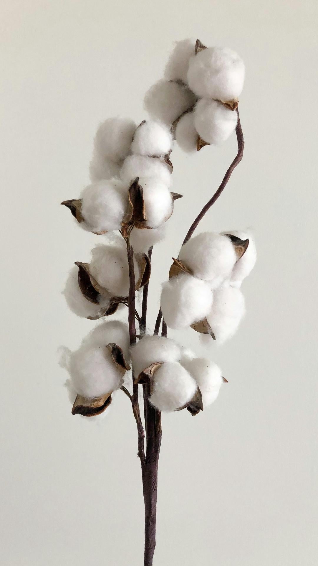 Branch of cotton flowers against a plain background