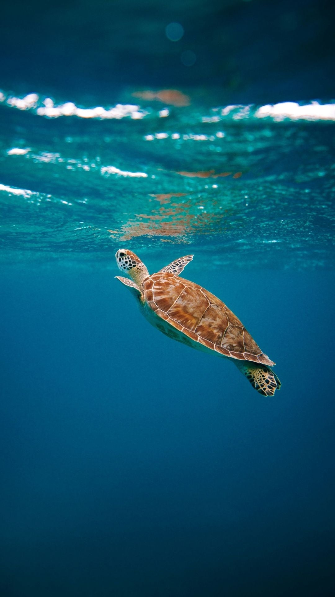 Turtle swimming in clear blue water with sunlight filtering through